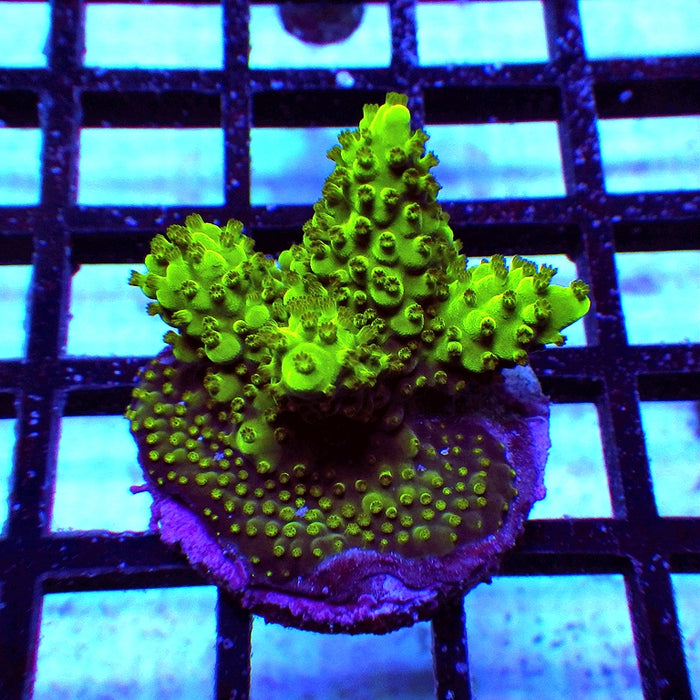 12 Acro Frag