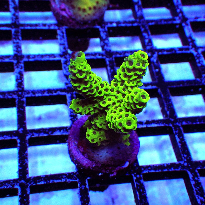 26 Acro Frag