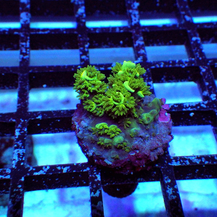 30 Acro Frag