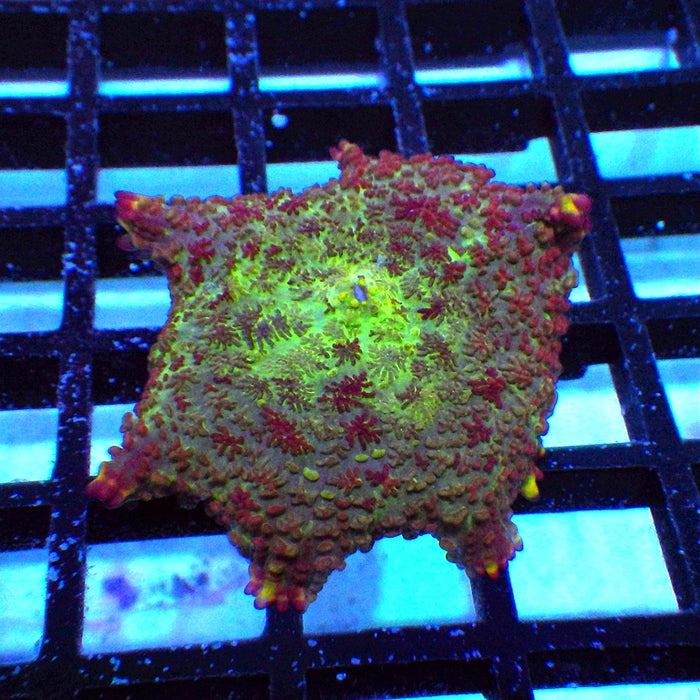 Colorful Rhodactis