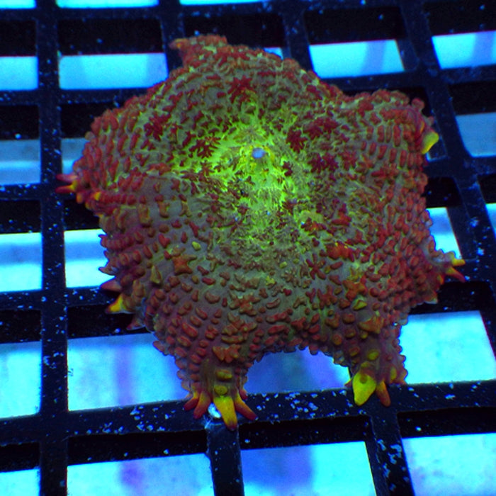 Colorful Rhodactis