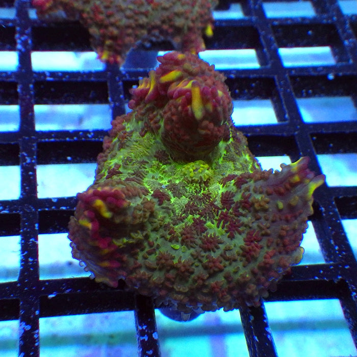 Colorful Rhodactis