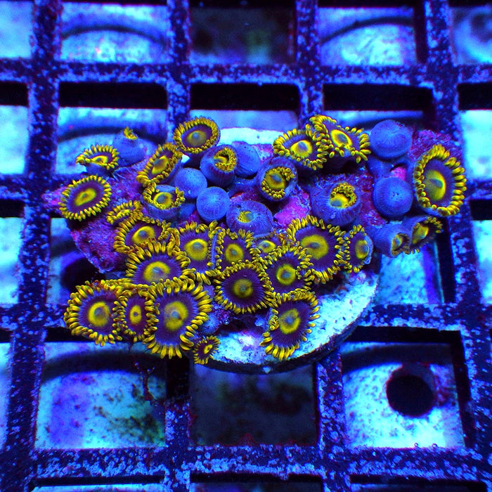Ultra Zoas Frag 0054