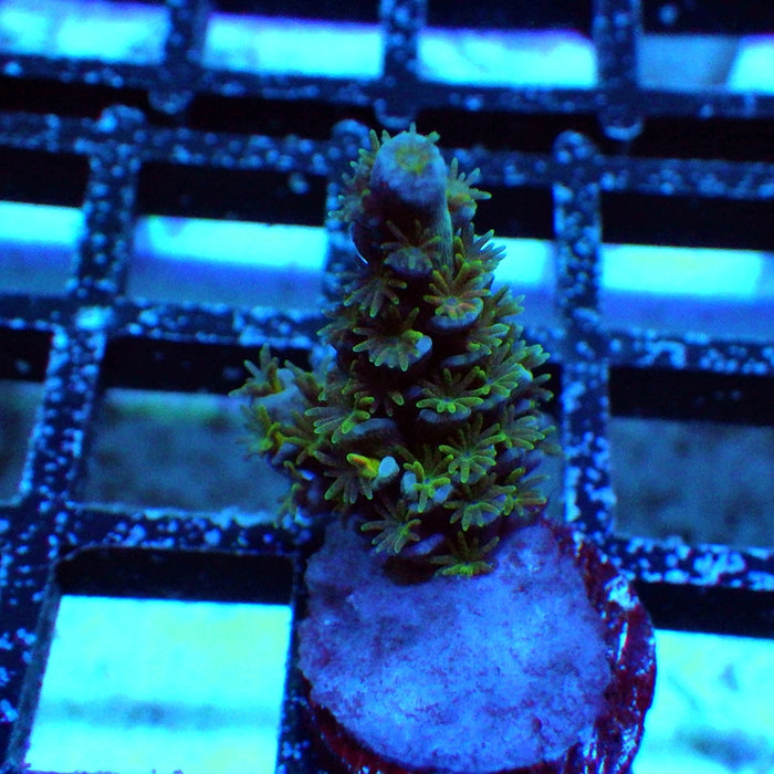 Acro Frag