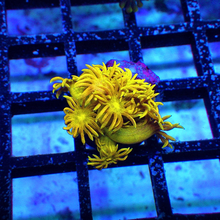 Goniopora Ultra
