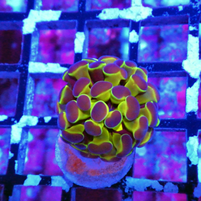 Hologram Branch Hammer
