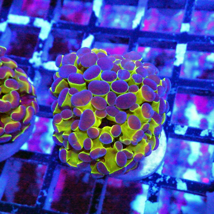 Hologram Branch Hammer