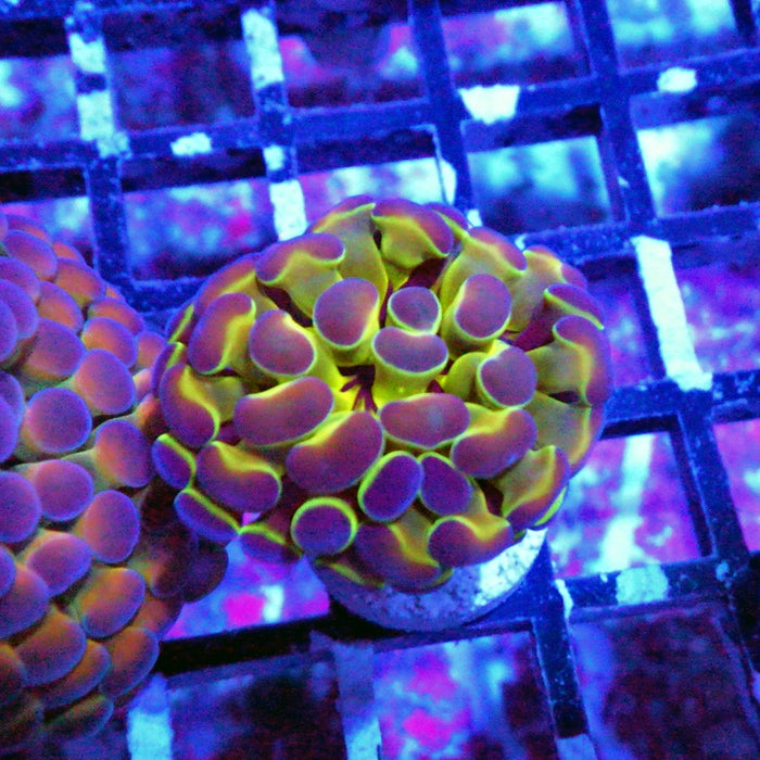 Hologram Branch Hammer