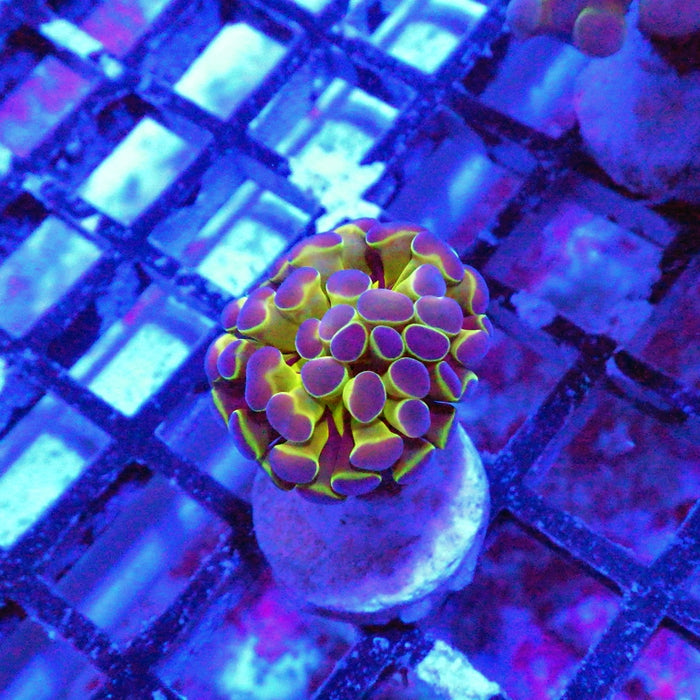 Hologram Branch Hammer