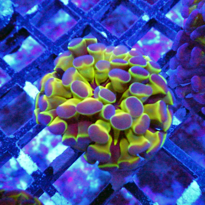 Hologram Branch Hammer