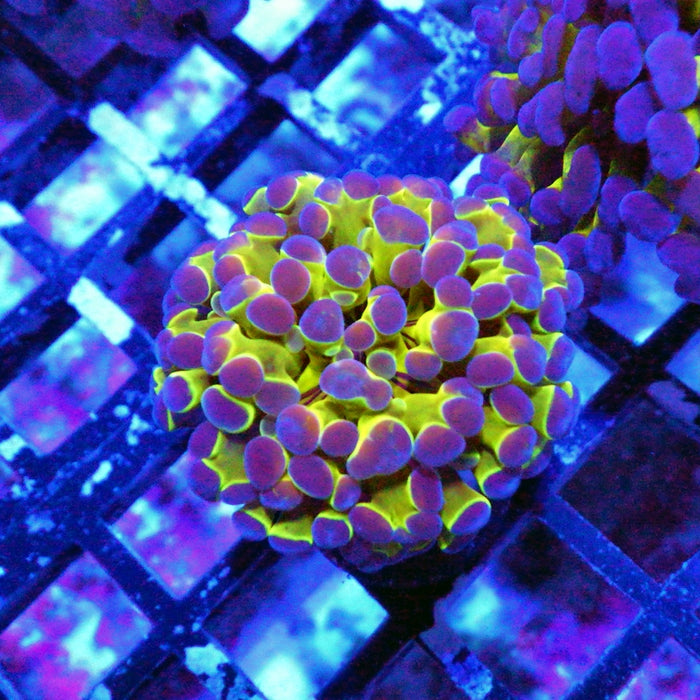 Hologram Branch Hammer