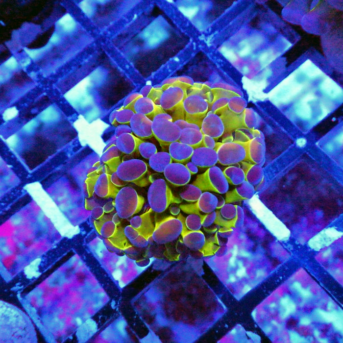 Hologram Branch Hammer
