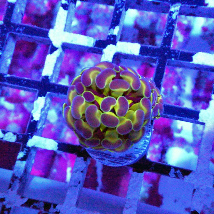 Hologram Branch Hammer