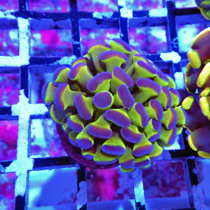 Hologram Branch Hammer