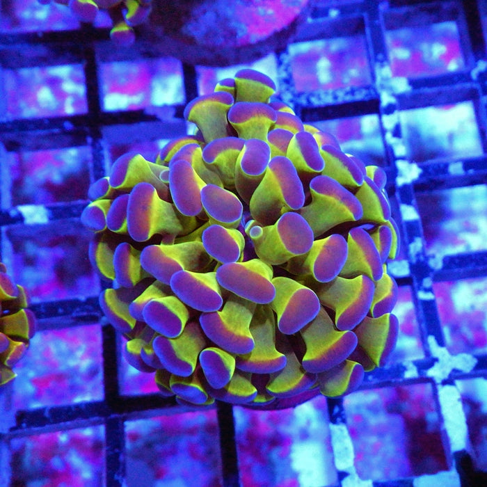 Hologram Branch Hammer