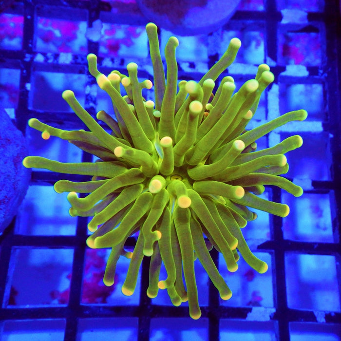 Green Yellow Tips Torch