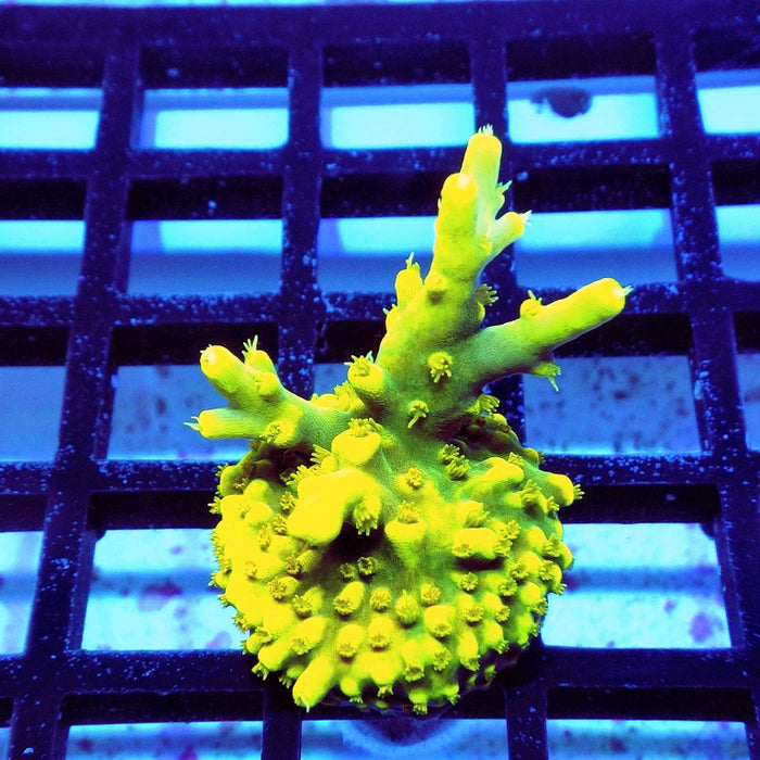 Super Yellow Elegance Acro