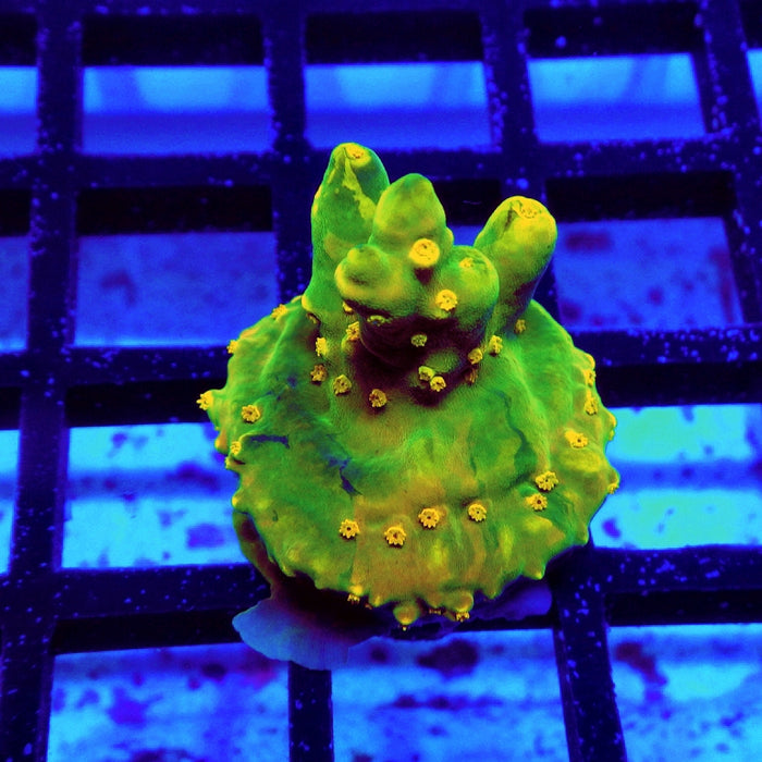 REx Green Yellow Multiacuta