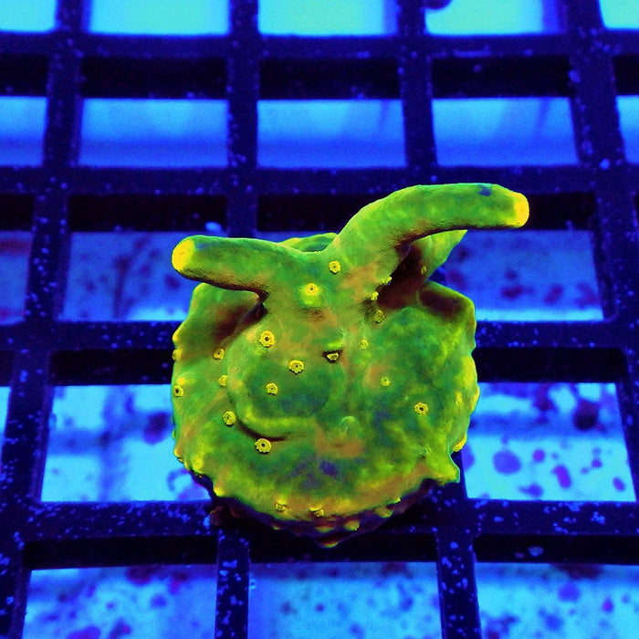 REx Green Yellow Multiacuta