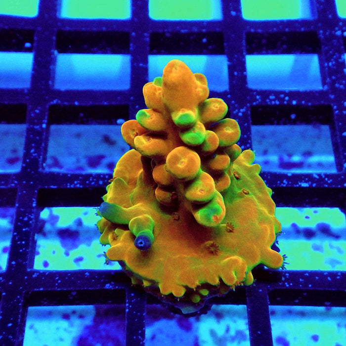 Acro Frag Aquaculture