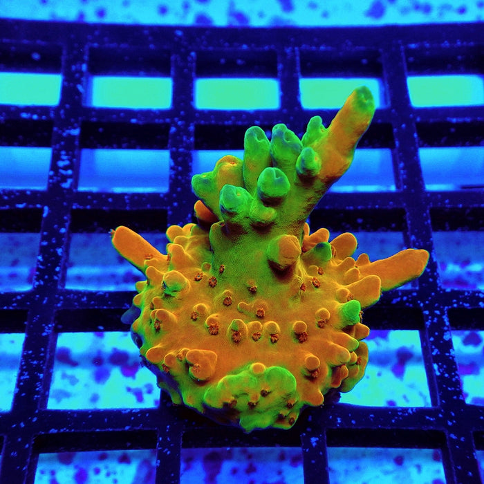 Acro Frag Aquaculture