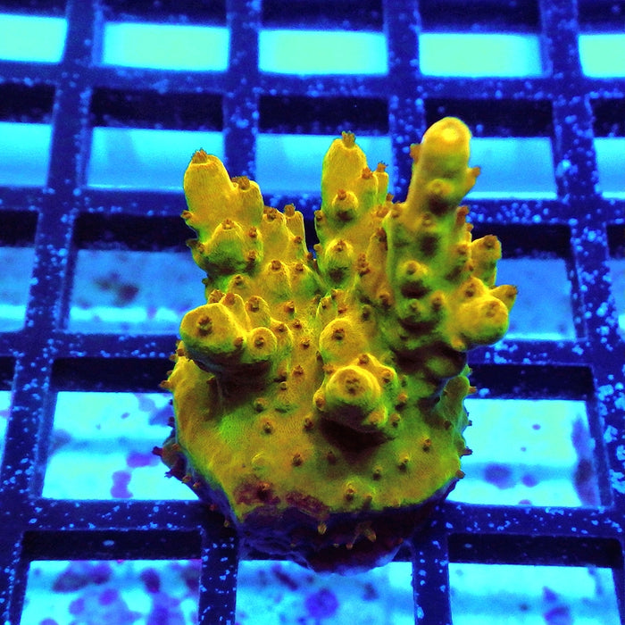 Acro Frag Aquaculture