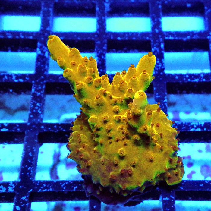 Acro Frag Aquaculture