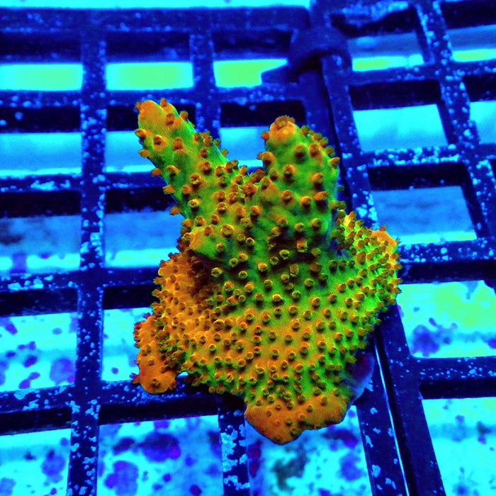 Acro Frag Aquaculture