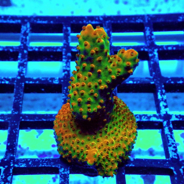 Acro Frag Aquaculture