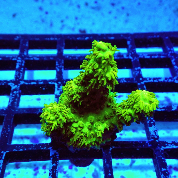 Acro Frag Aquaculture