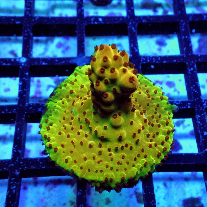 Acro Frag Aquaculture