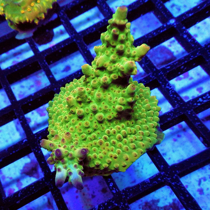 Acro Frag Aquaculture