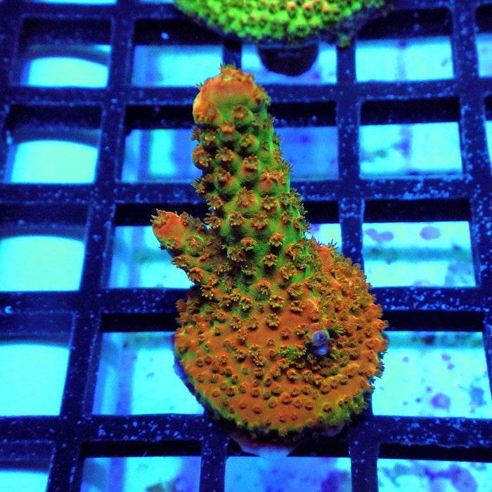 Acro Frag Aquaculture