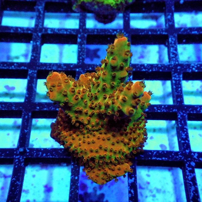 Acro Frag Aquaculture