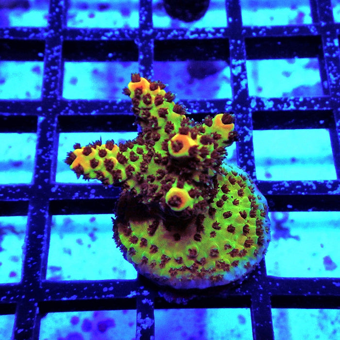 Acro Frag Aquaculture
