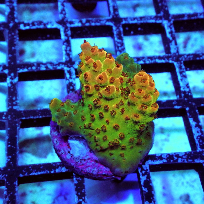Acro Frag Aquaculture