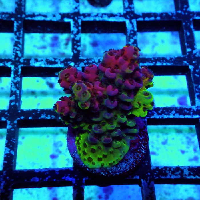 REx Confetti Fuchsia Acro