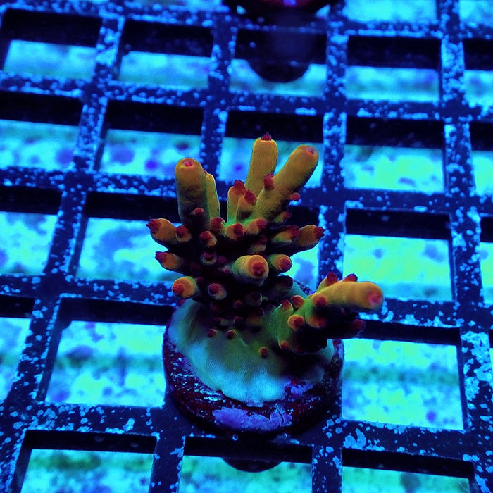 REx Tree Life Acro