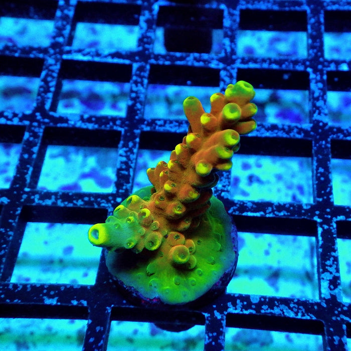 REx Golden Frodo Acro