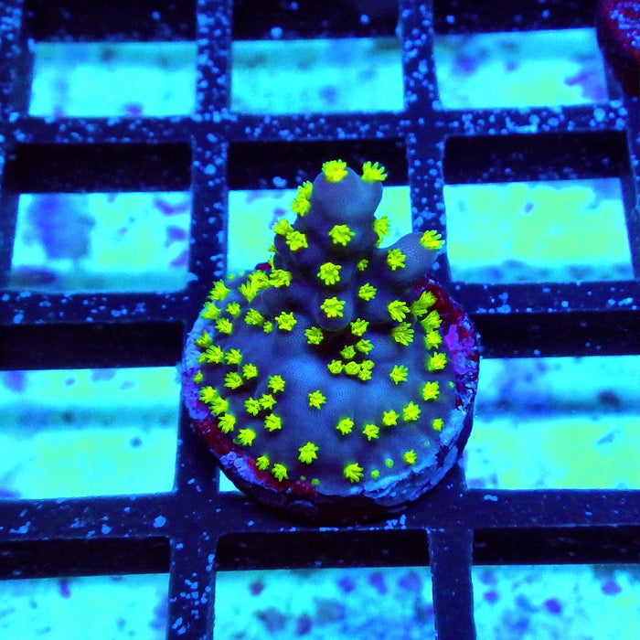 REx Blue Galaxy Acro