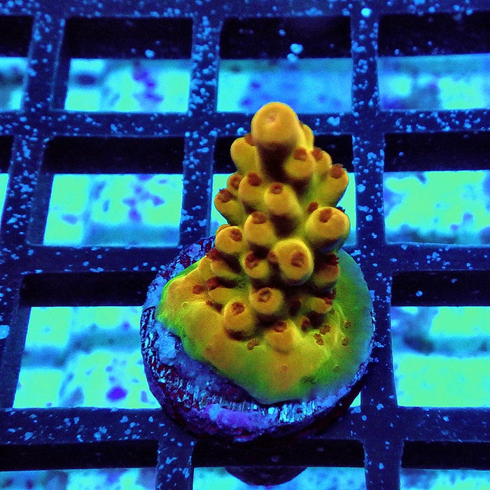 Acro Frag Aquaculture