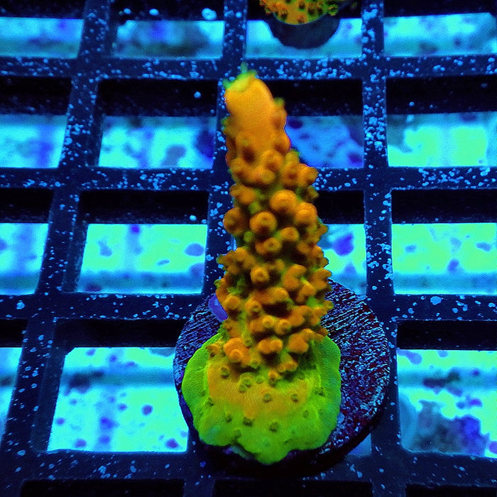 Acro Frag Aquaculture
