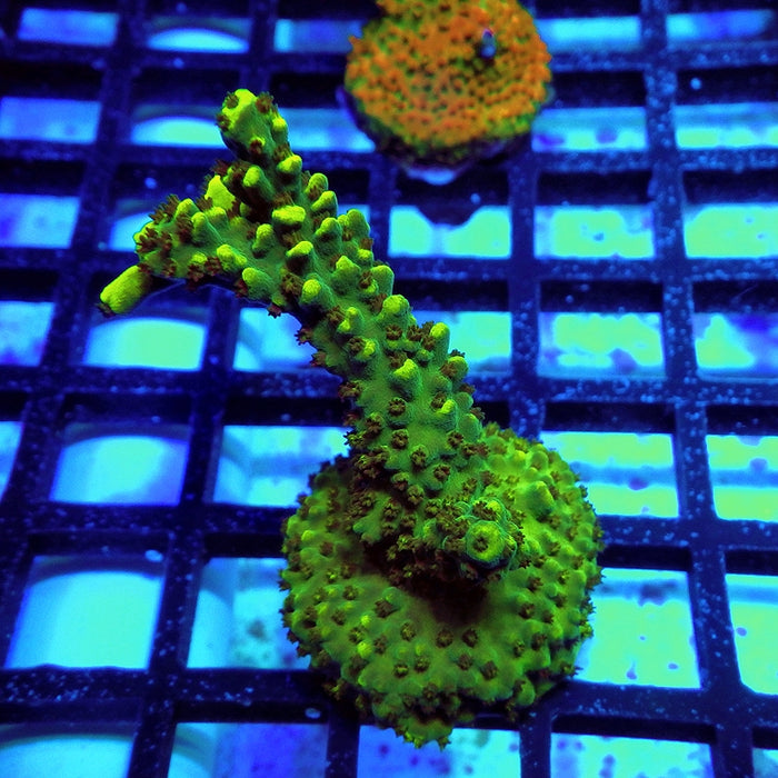Acro Frag Aquaculture
