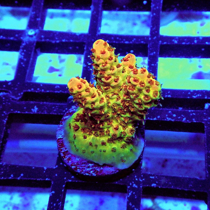 REx Apache Quadricolor Acro