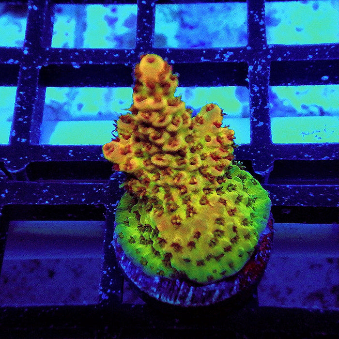 REx Apache Quadricolor Acro