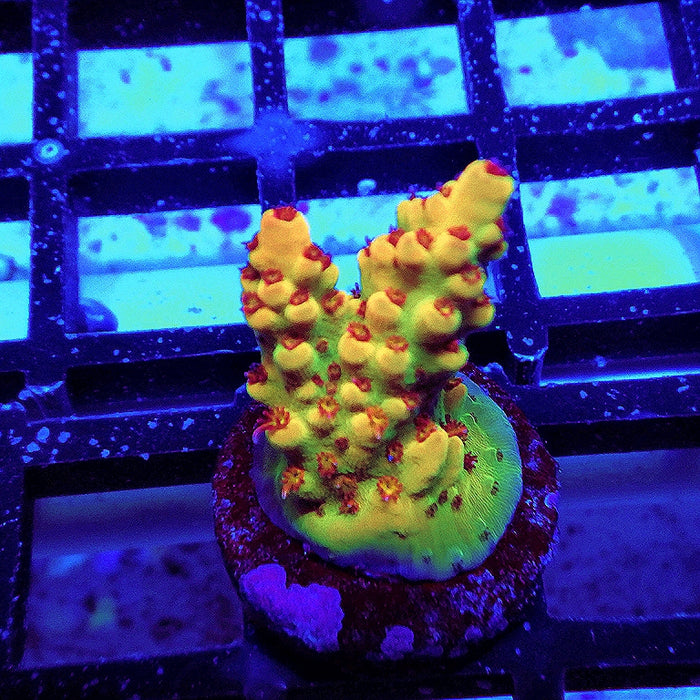 REx Apache Quadricolor Acro