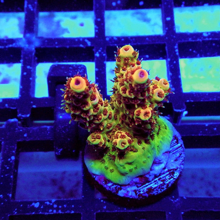 REx Apache Quadricolor Acro