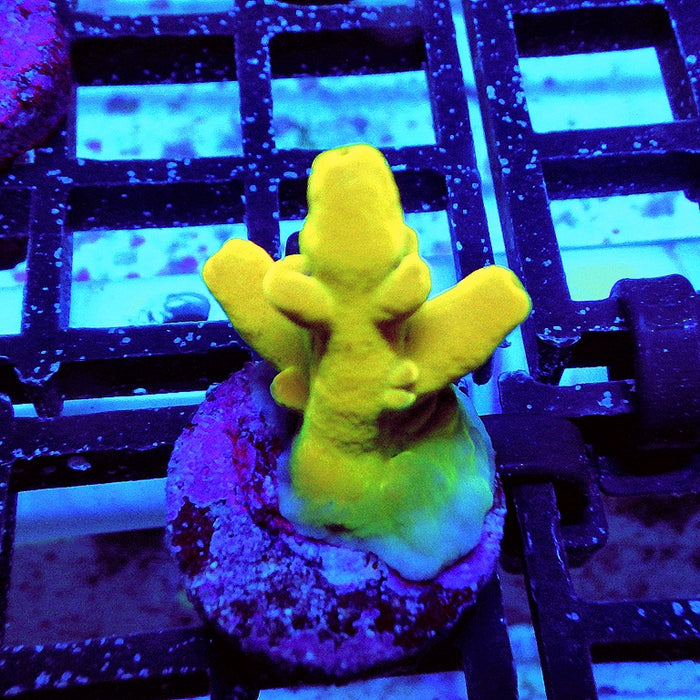 Acro Frag Aquaculture
