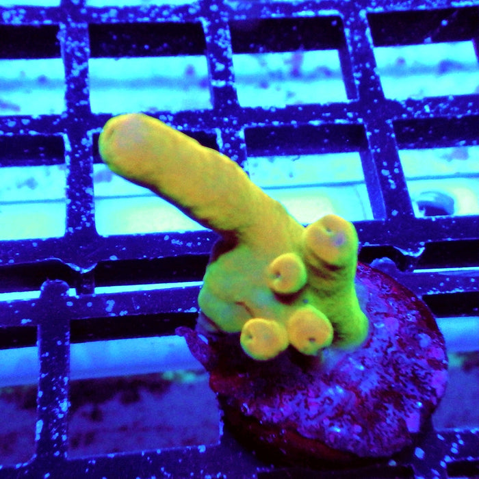 Acro Frag Aquaculture