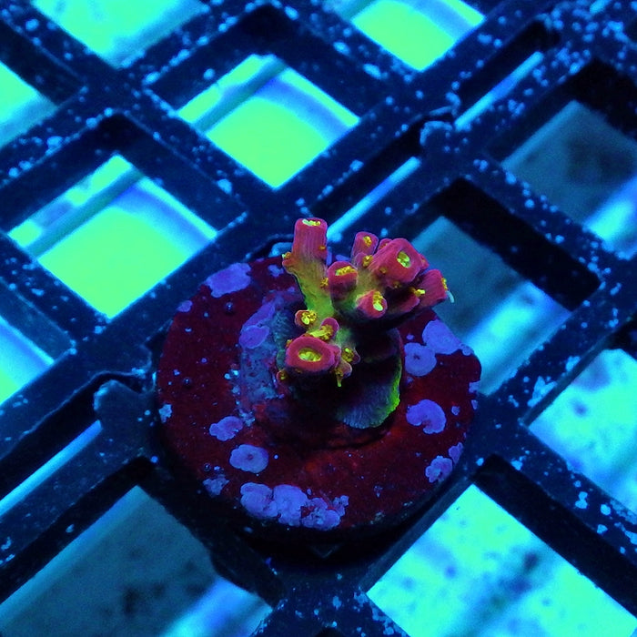 REx Rainbow Worms Acro